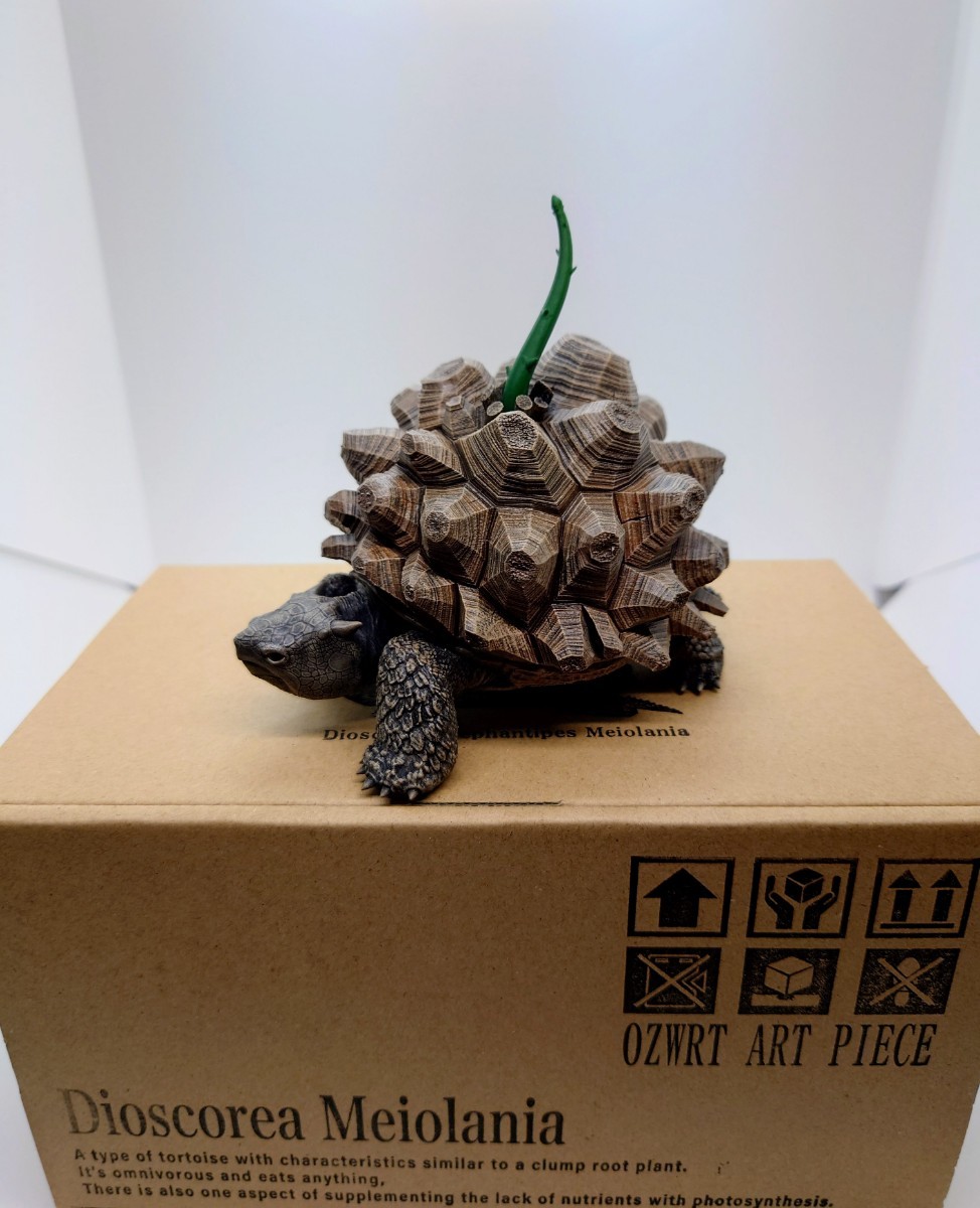 OZWRT Dioscorea Elephantipes Meiolania オペルクリカリア パキプス