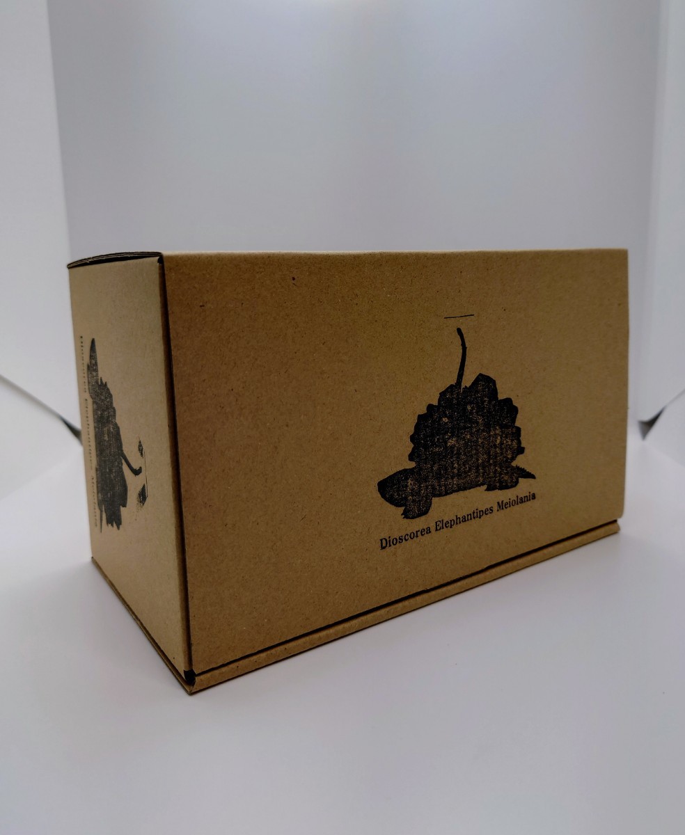 OZWRT Dioscorea Elephantipes Meiolania オペルクリカリア パキプス
