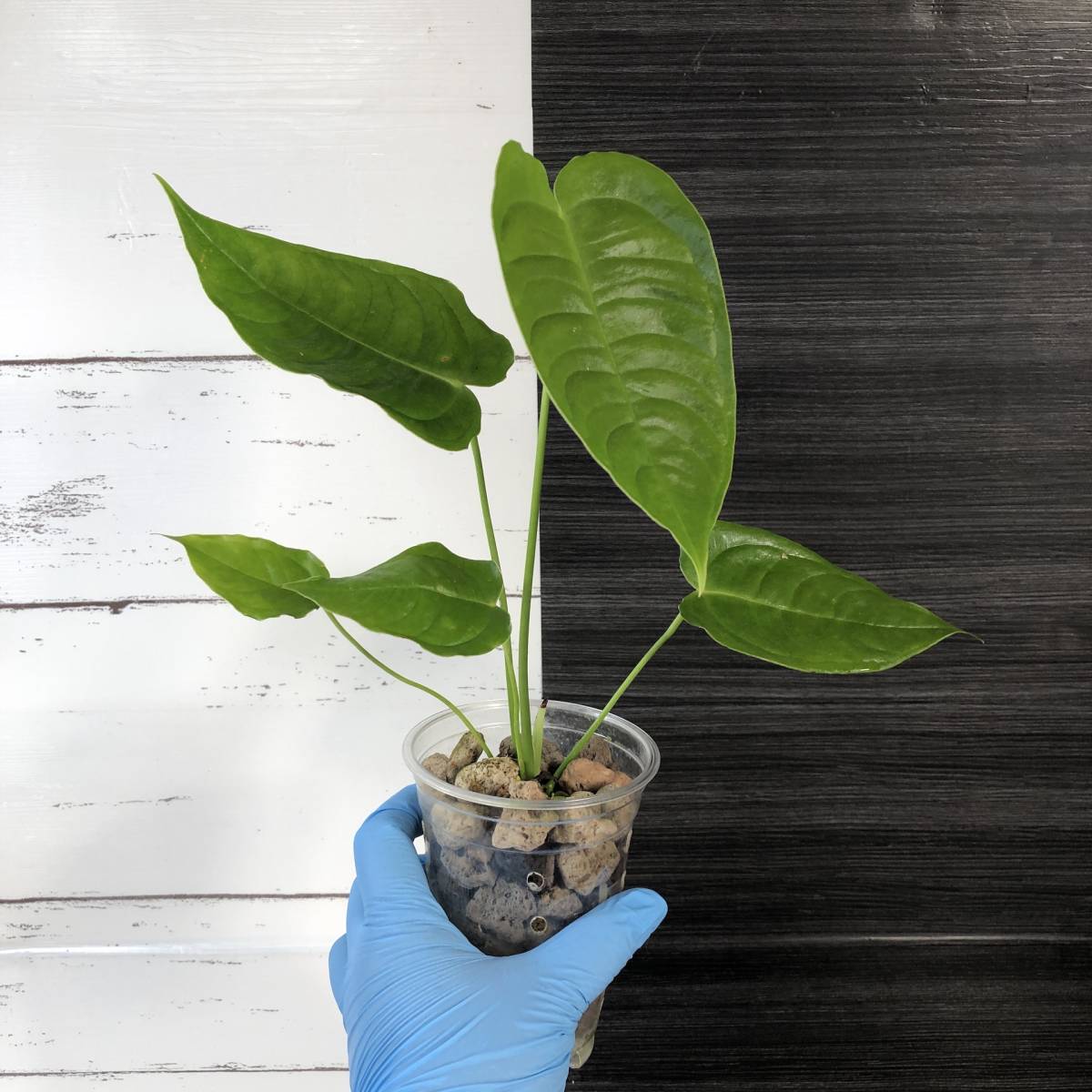 アンスリウムの ベイチー ナローフォーム | Anthurium veichii アンスリウムの ベイチー ナローフォーム | Anthurium veichii