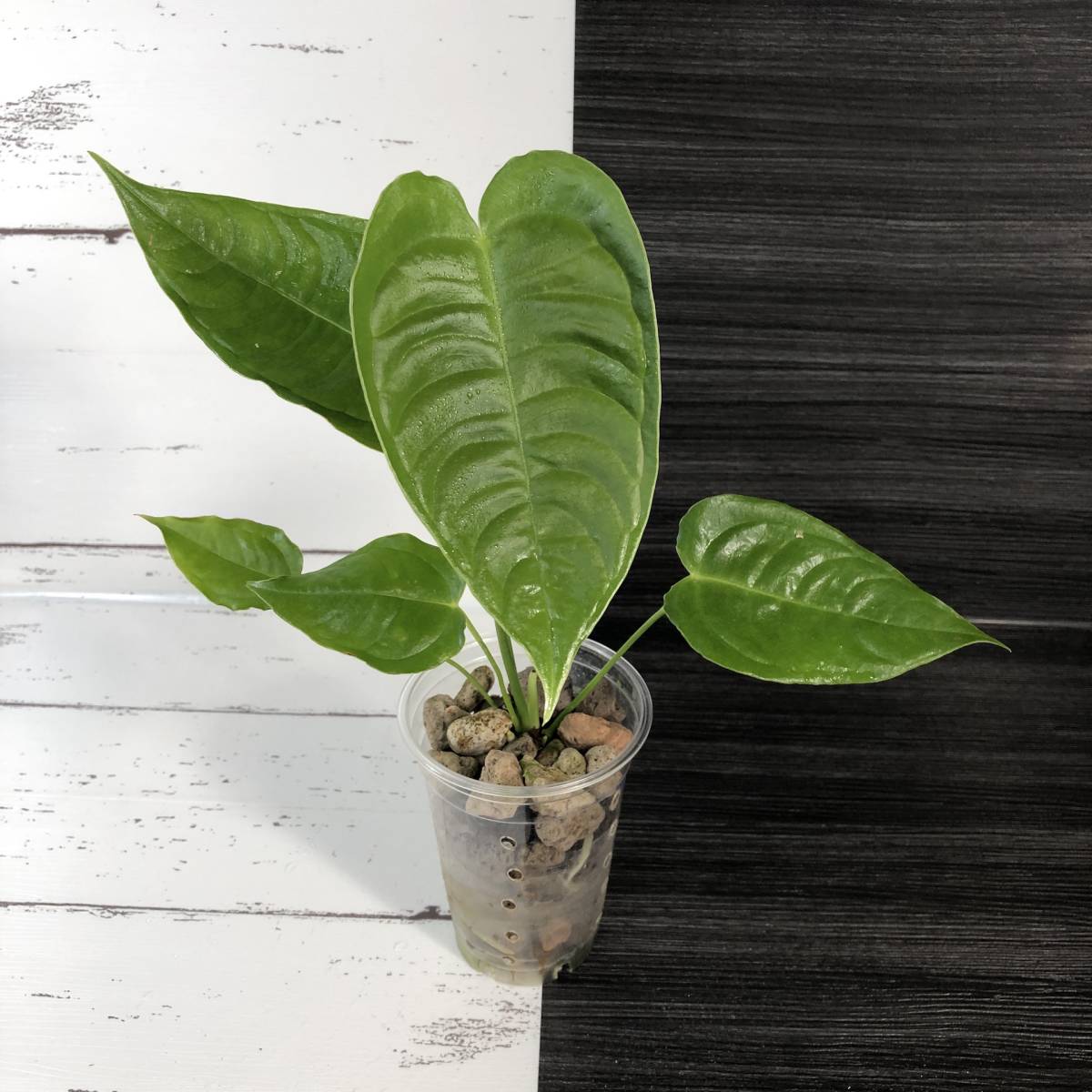 アンスリウムの ベイチー ナローフォーム | Anthurium veichii アンスリウムの ベイチー ナローフォーム | Anthurium veichii