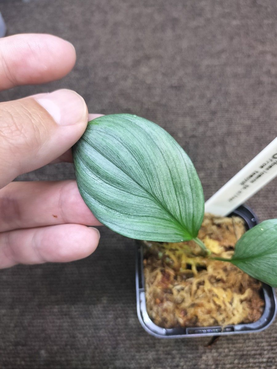 Homalomena sp.silver from temuyuk ホマロメナ