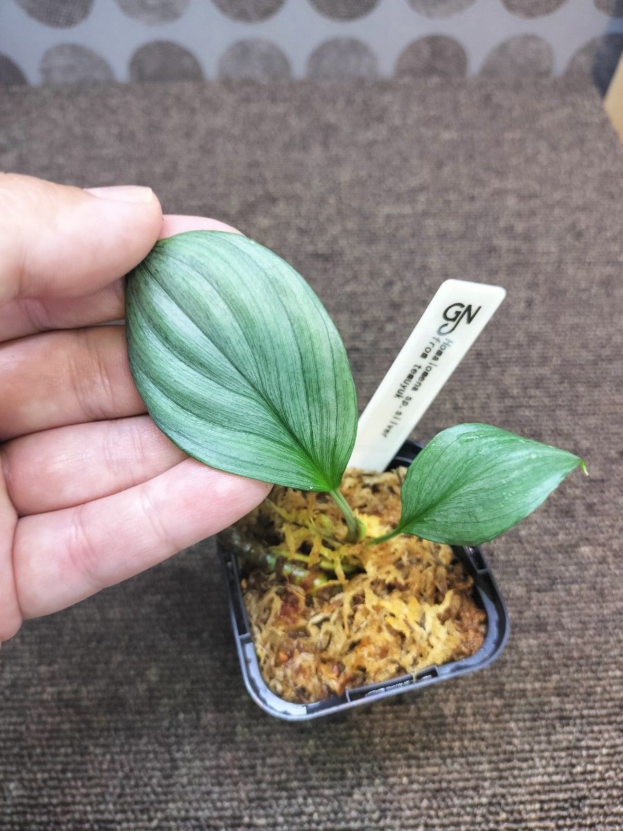 Homalomena sp.silver from temuyuk ホマロメナ