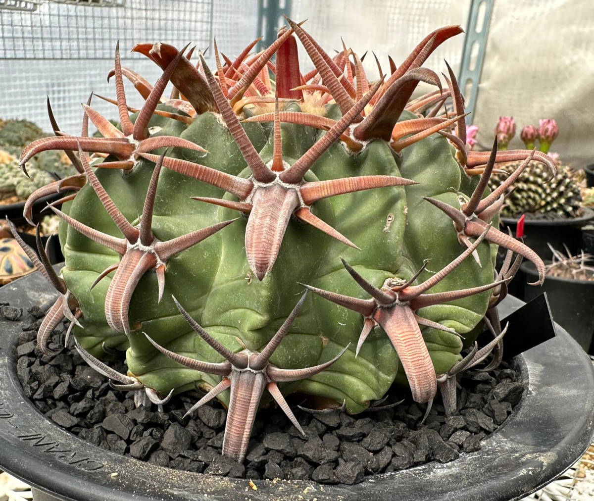 サボテン 多肉植物 ホマロケファラ 実生 武蔵 太刺王綾波 サボテン 多肉植物 ホマロケファラ 実生 武蔵 太刺王綾波