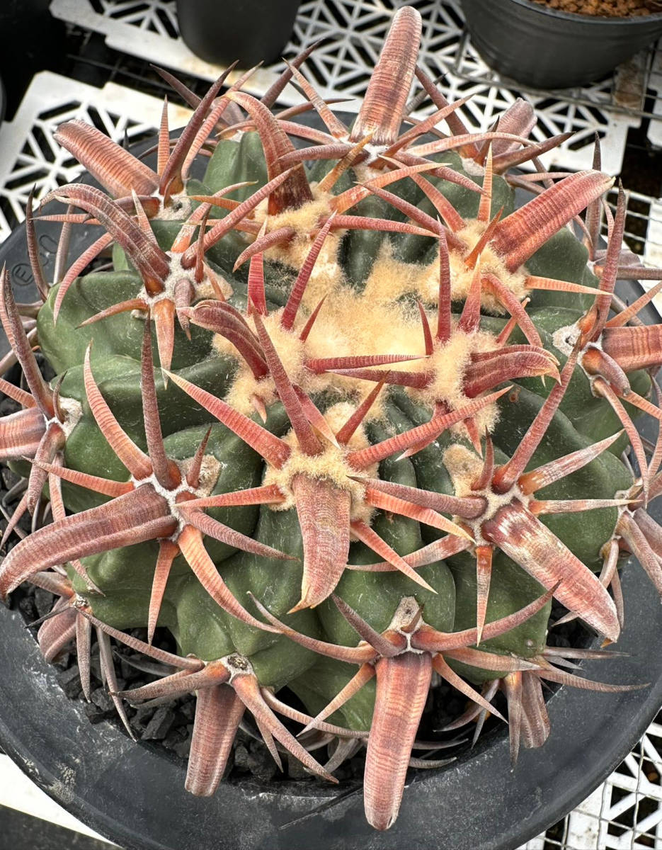 サボテン 多肉植物 ホマロケファラ 実生 武蔵 太刺王綾波 サボテン 多肉植物 ホマロケファラ 実生 武蔵 太刺王綾波