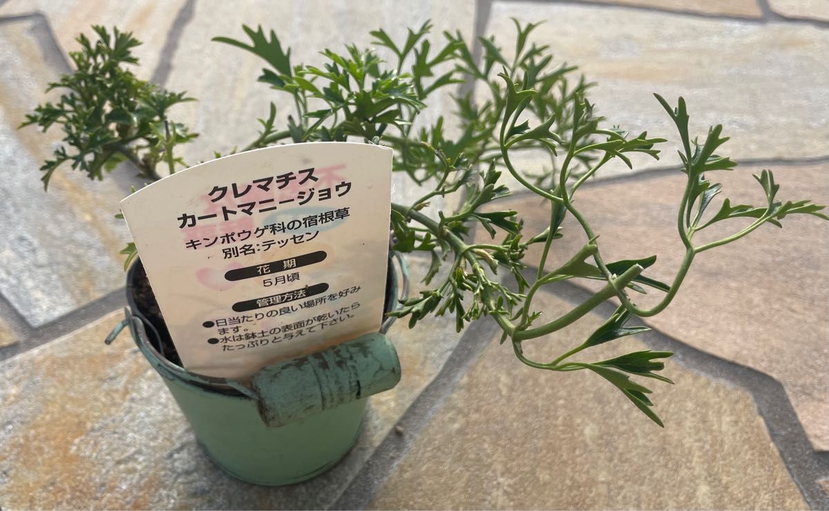 2苗 常緑クレマチス カートマニージョー 苗木 正規品 園芸ラベル付き