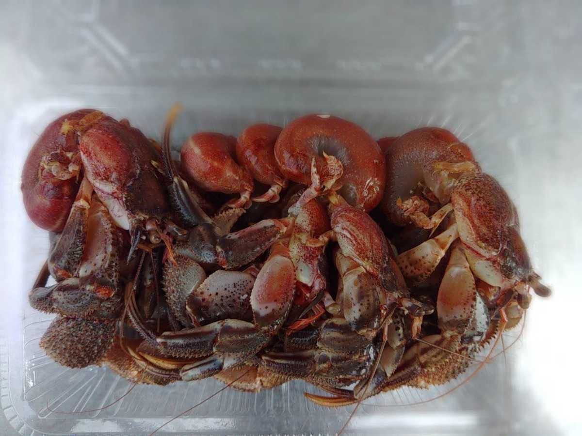 冷凍 ヤドカリ LLサイズ 30匹 (6匹入り5パック ) 石鯛 黒鯛 底物