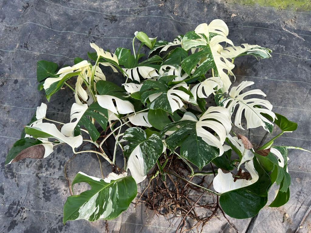 希少 斑入り モンステラ ボルシギアナ ハーフムーン 7株おまとめVarigated Monstera Borsigana Half a moon _画像2