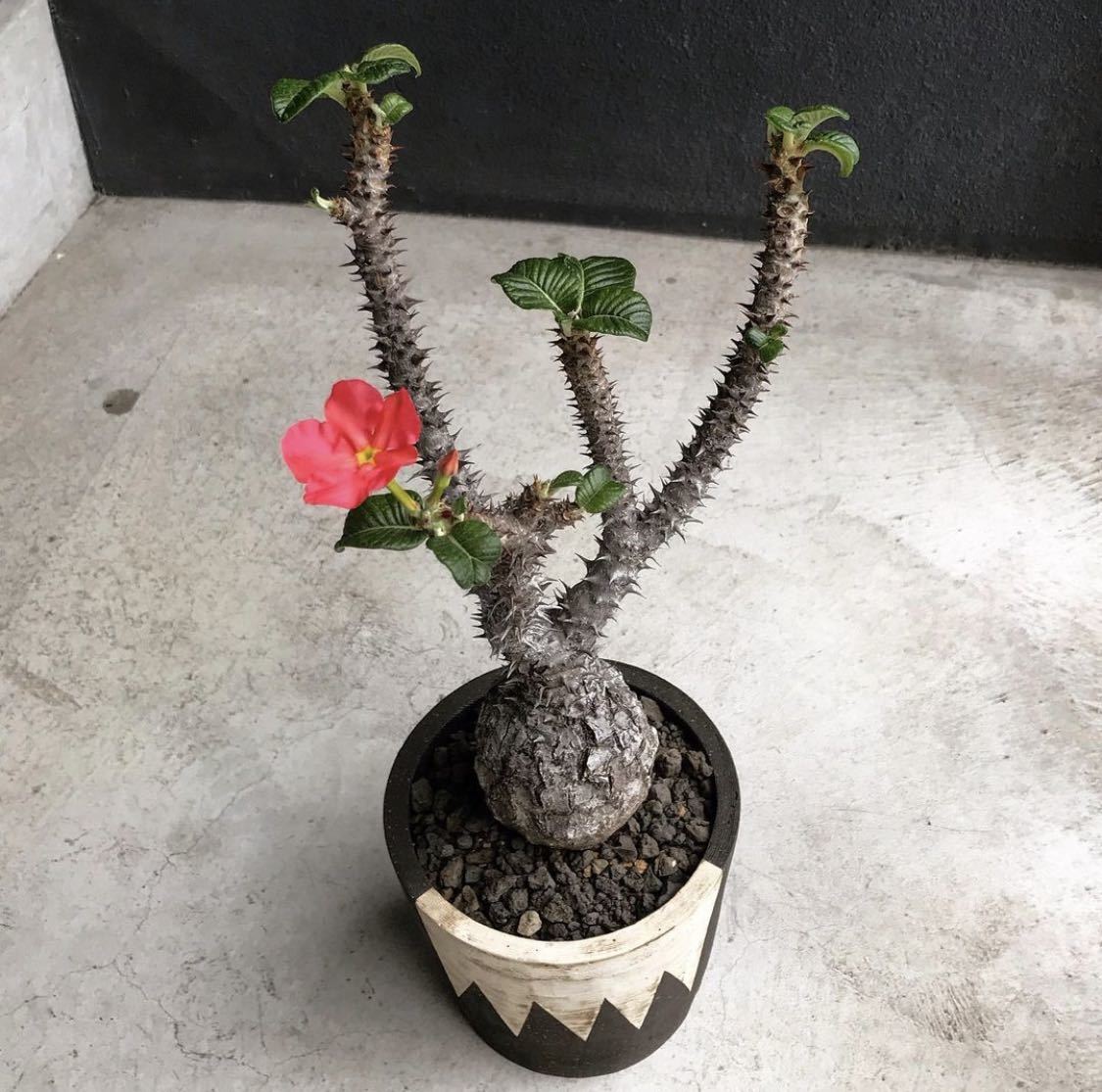 パキポディウム ウィンゾリー pachypodium windsorii 実生苗 2株セット