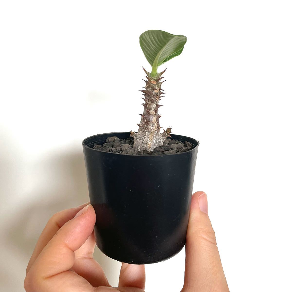 パキポディウム ウィンゾリー pachypodium windsorii 実生苗 2株セット