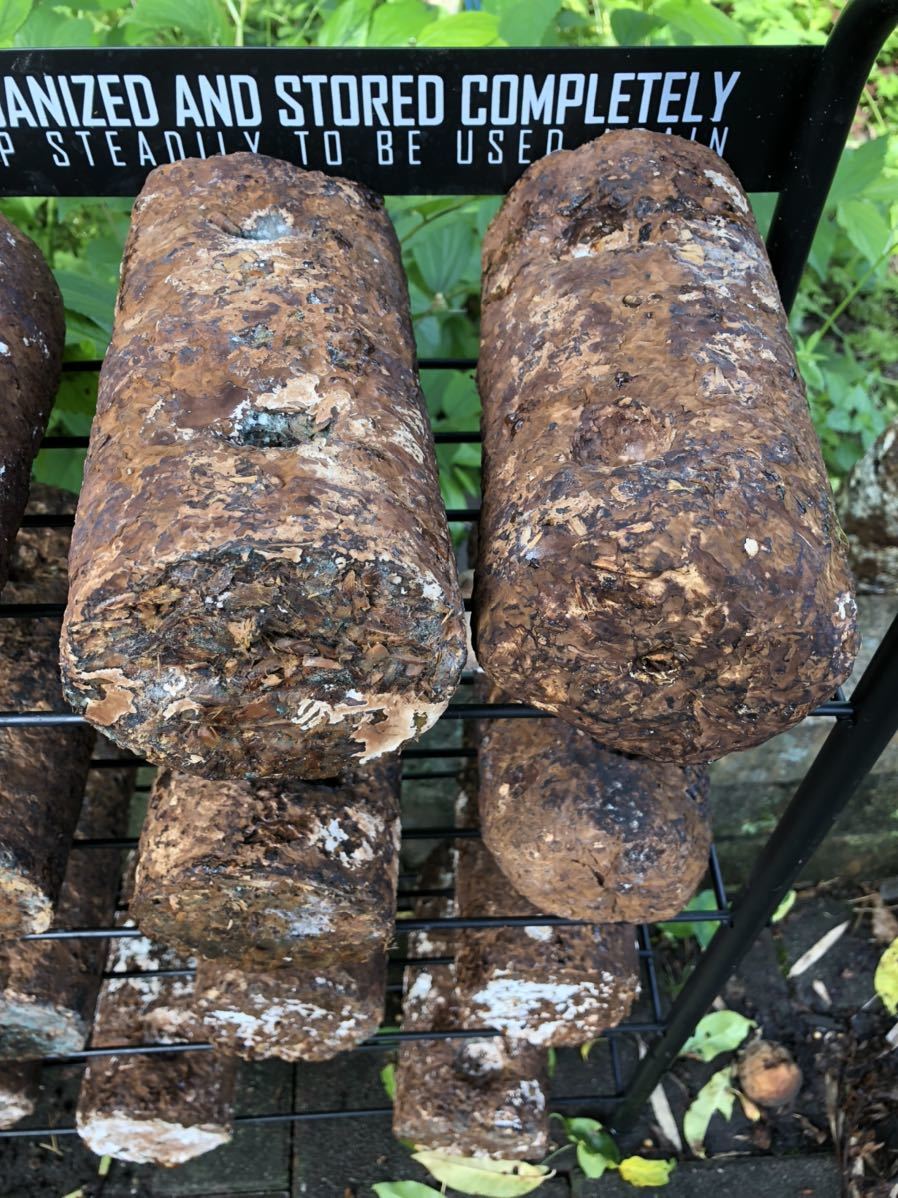 カブトムシクワガタ菌床昆虫マット ‼️栄養補給 ‼️しいたけ菌床