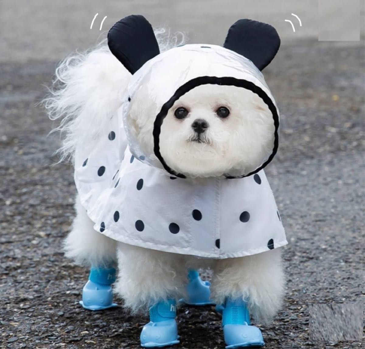 新品☆ドット柄 犬用 ポンチョ XS マジックテープ 雨具 梅雨 散歩 レインコート
