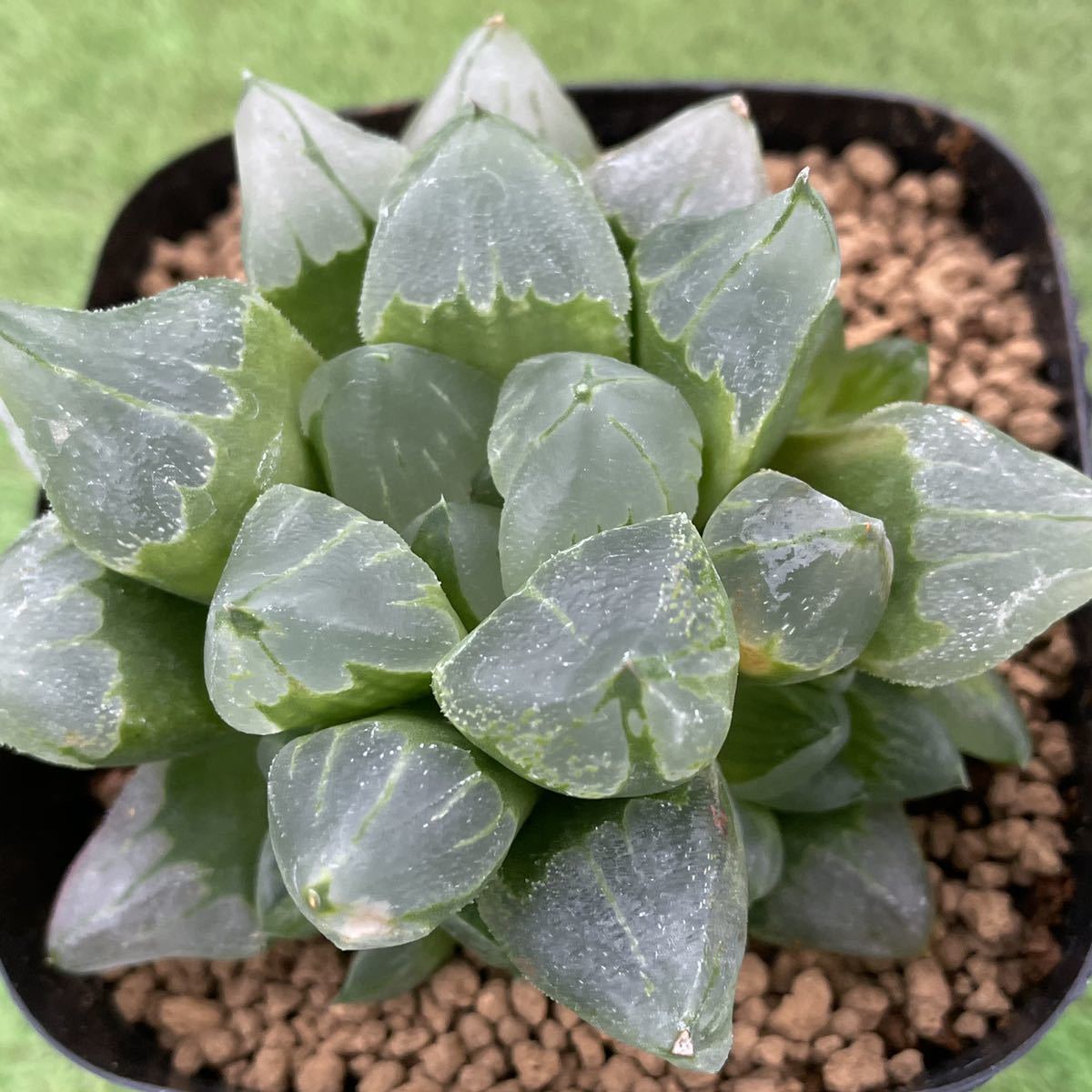 Yahoo!オークション - (≧∇≦)多肉植物 ハオルチア Yahoo!オークション - (≧∇≦)多肉植物 ハオルチア