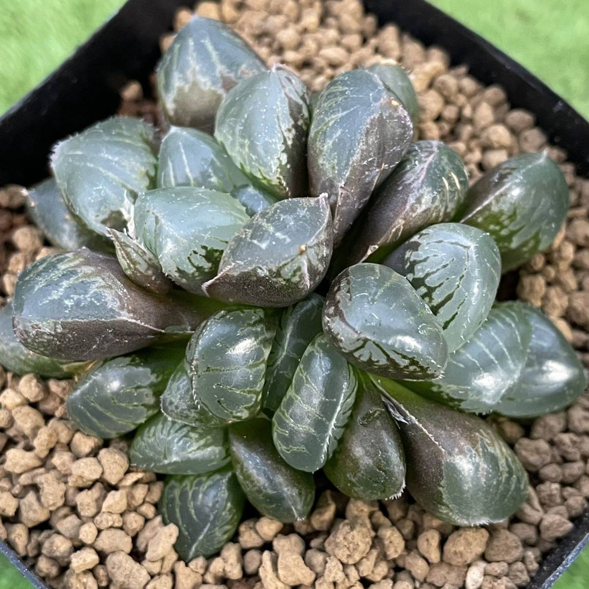 Yahoo!オークション - (≧∇≦)多肉植物 ハオルチア ジェリー Yahoo!オークション - (≧∇≦)多肉植物 ハオルチア ジェリー