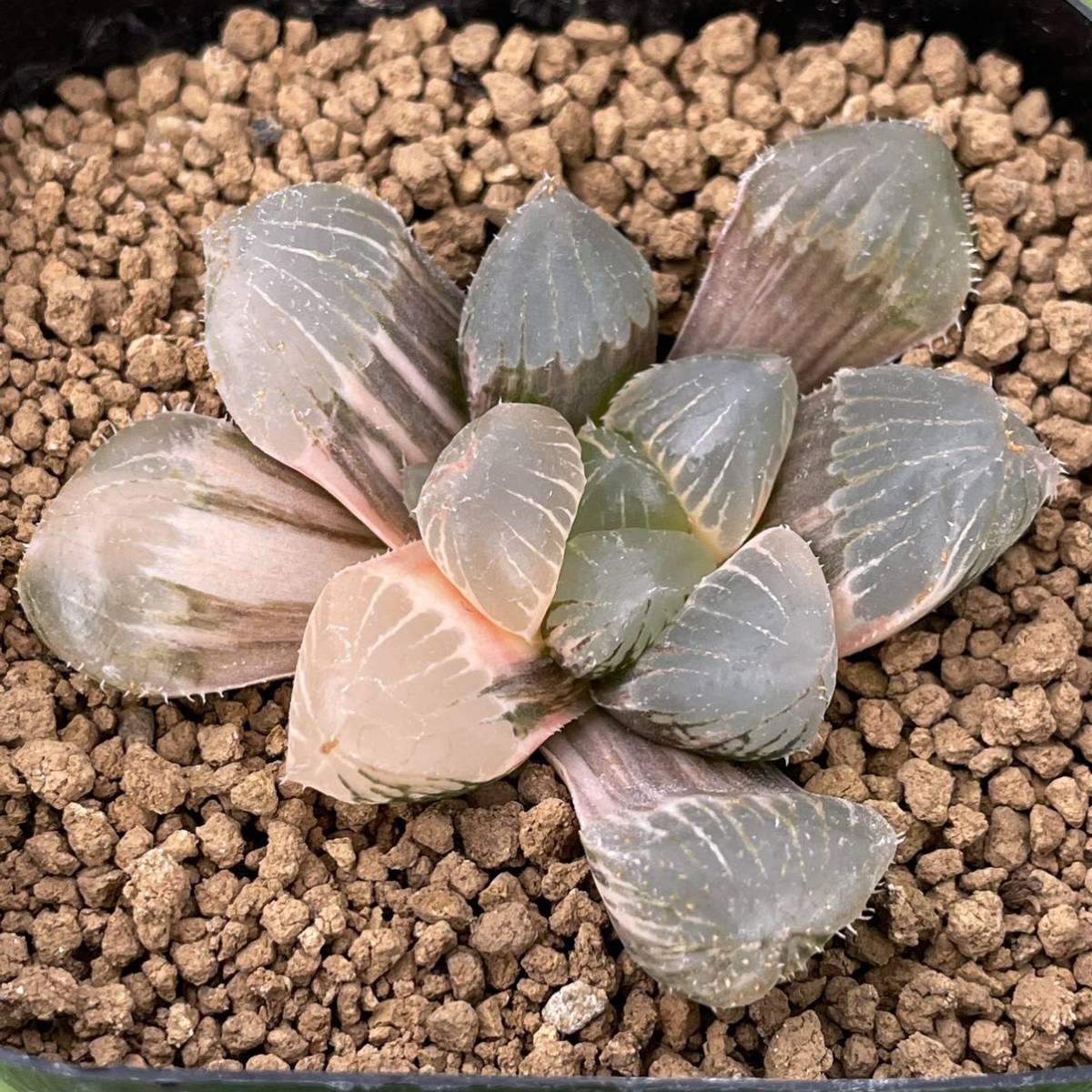 Yahoo!オークション - (≧∇≦)多肉植物 ハオルチア ジェリー Yahoo!オークション - (≧∇≦)多肉植物 ハオルチア ジェリー