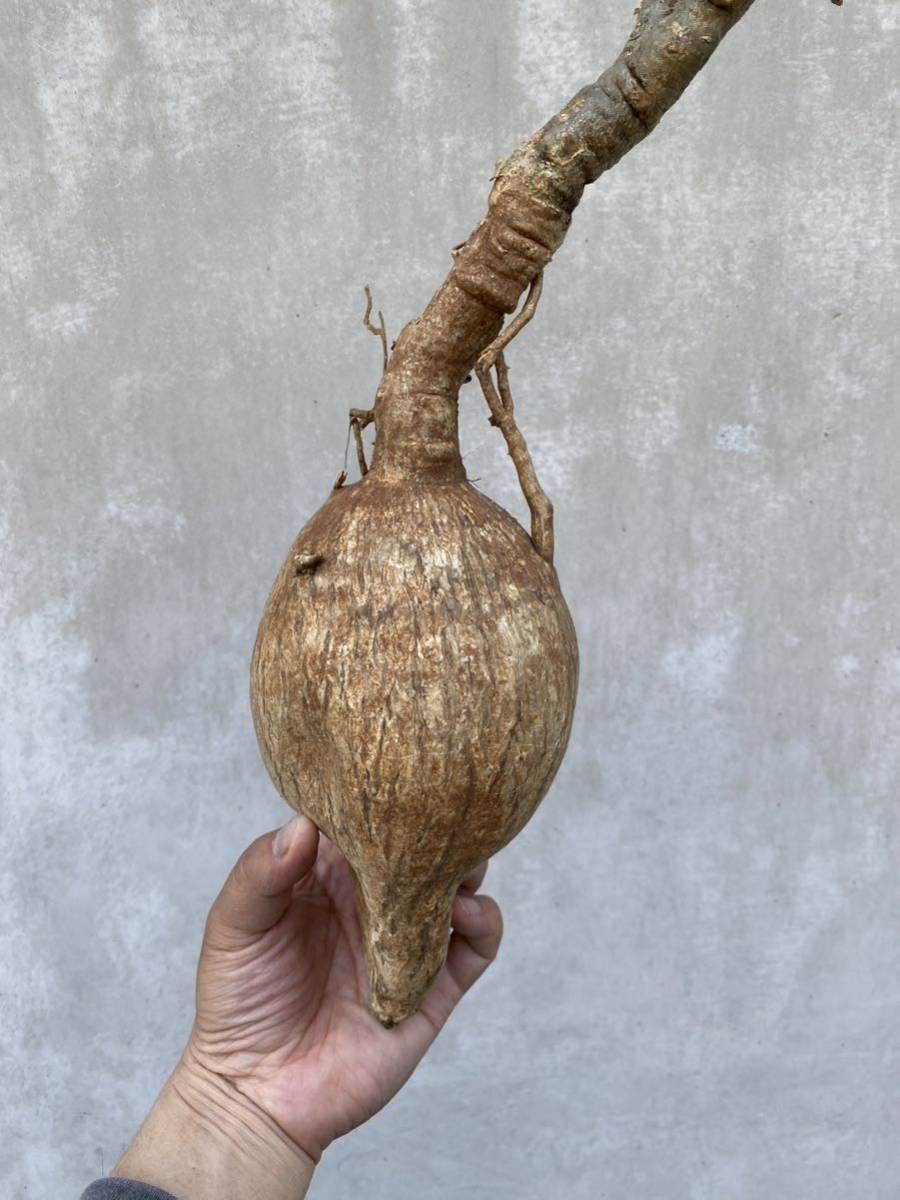 Adenium Somalense アデニウム ソマレンセ 2 | gazebogroup.ae