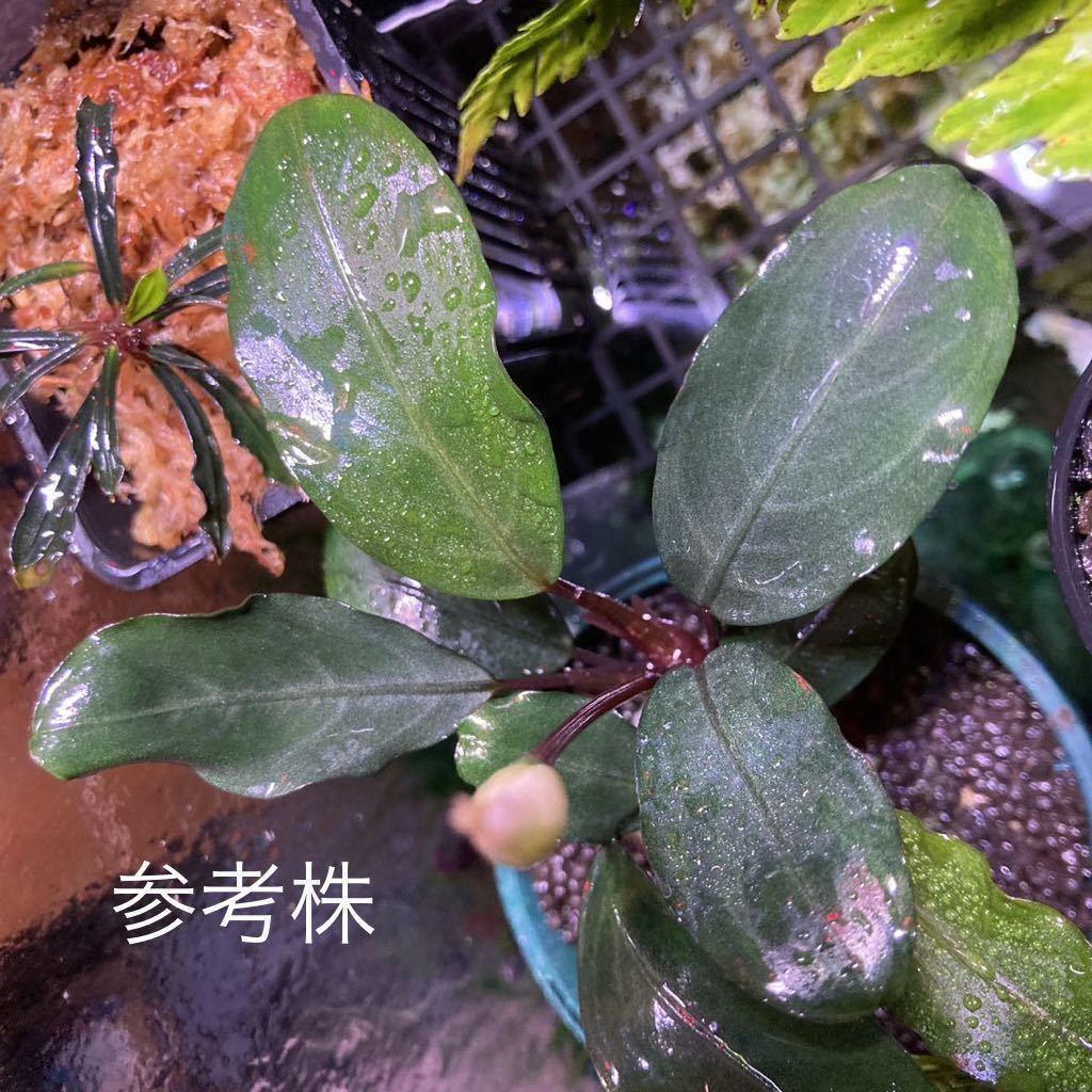 Bucephalandra sp. Pearl gray TB便 2012年入荷 Bucephalandra sp. Pearl gray TB便 2012年入荷