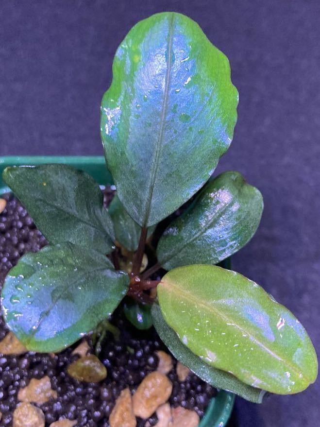 Bucephalandra sp. Pearl gray TB便 2012年入荷 Bucephalandra sp. Pearl gray TB便 2012年入荷