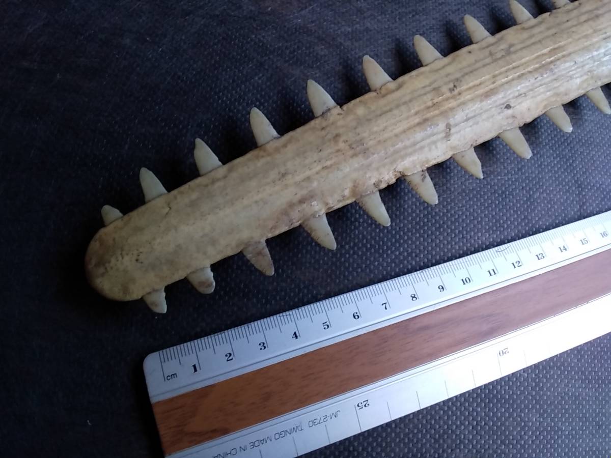 ノコギリエイ 吻 エイ はく製 剥製 のこぎり 歯 標本 サメ 鮫 ギザギザ