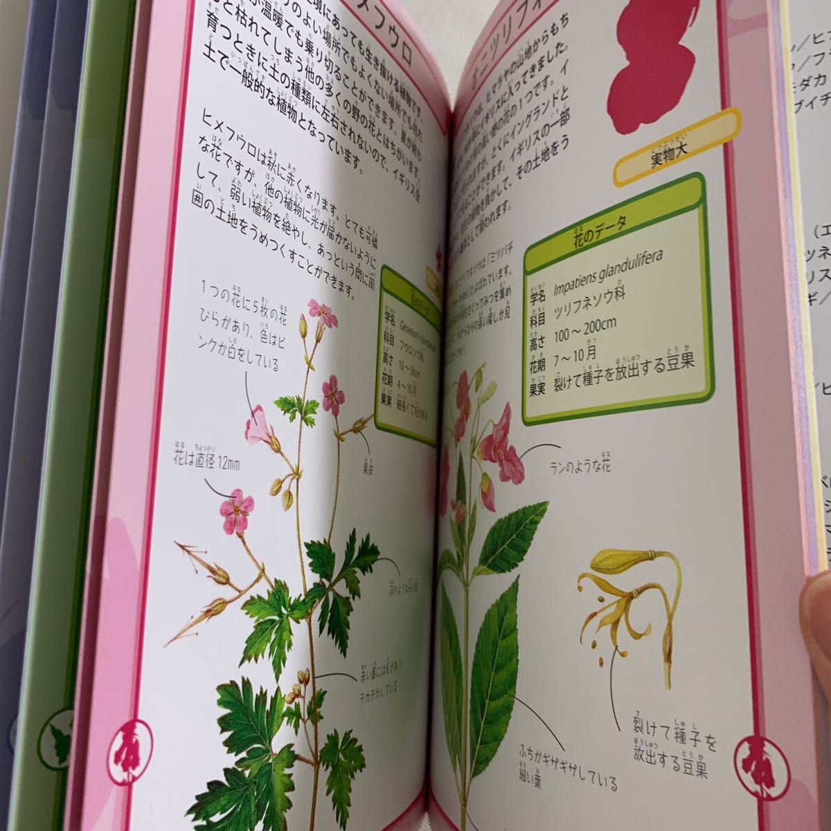 図説知っておきたい!スポット50野の花　新品　本　すみれ　雑草　草花　植物　図鑑