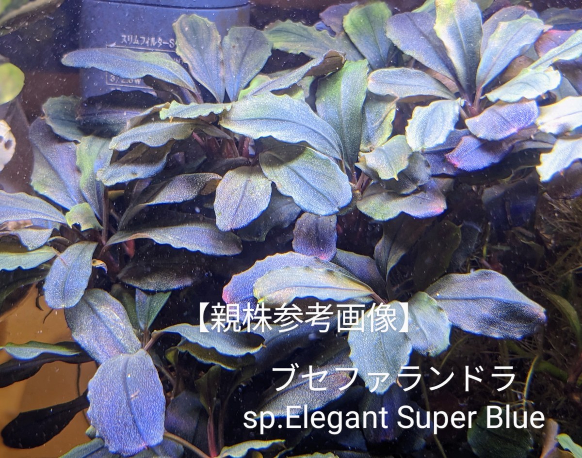 ブセファランドラspエレガント超特大群生 わせ ブセファランドラspエレガント超特大群生 わせ