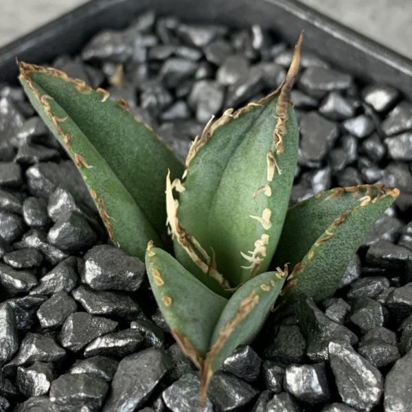 【F5226】【超希少 チタノタ】極上強棘選抜！ アガベ チタノタ Fo 076 Agave titanotaの画像2