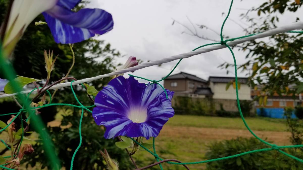 ☆ 朝顔 アサガオ 青竜 3粒 種 きれい 他の色あります☆ | www.air