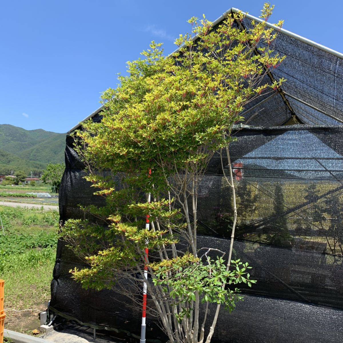 お引き取り限定/配送可能地域あり】特大極上天然木/ドウダンツツジ