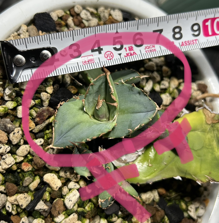 アガベ チタノタ オテロイ 白犀牛 仔株 裏棘 agave titanota