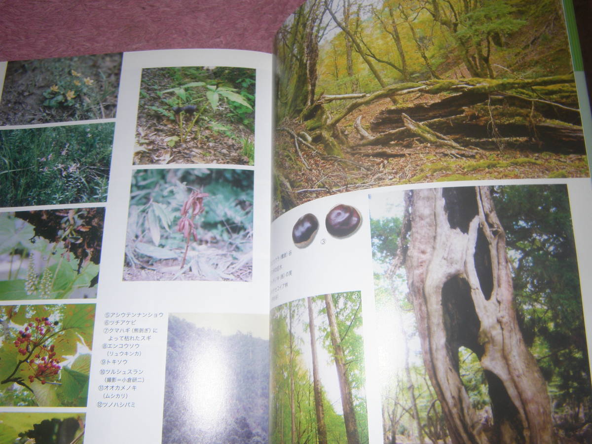 由良川源流芦生原生林生物誌　京都・福井・滋賀県境にある芦生原生林は貴重な動植物の分布地である。ナカニシヤ出版_画像2