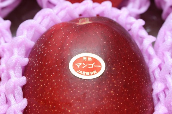 限定1箱】宮崎県特産完熟マンゴー 【赤秀品】 大玉 8玉入(合計4.2kg