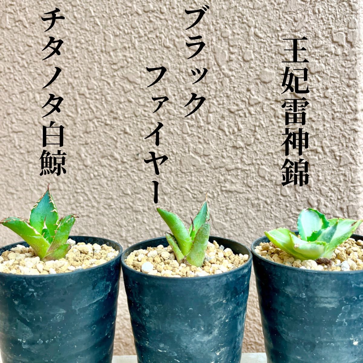 【超人気アガベ3種】全て発根済み チタノタ白鯨/ブラックファイヤー/王妃雷神4