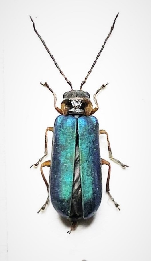 【日本の甲虫標本】沖縄本島産　オキナワアオバホソハムシ１頭　【約8ミリ】