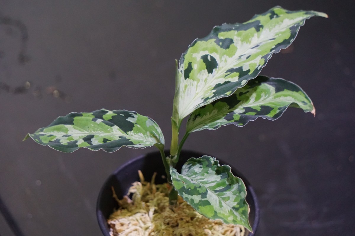 アグラオネマ ピクタム ラプラス 箱個体 Aglaonema pictum”Laplace”UC