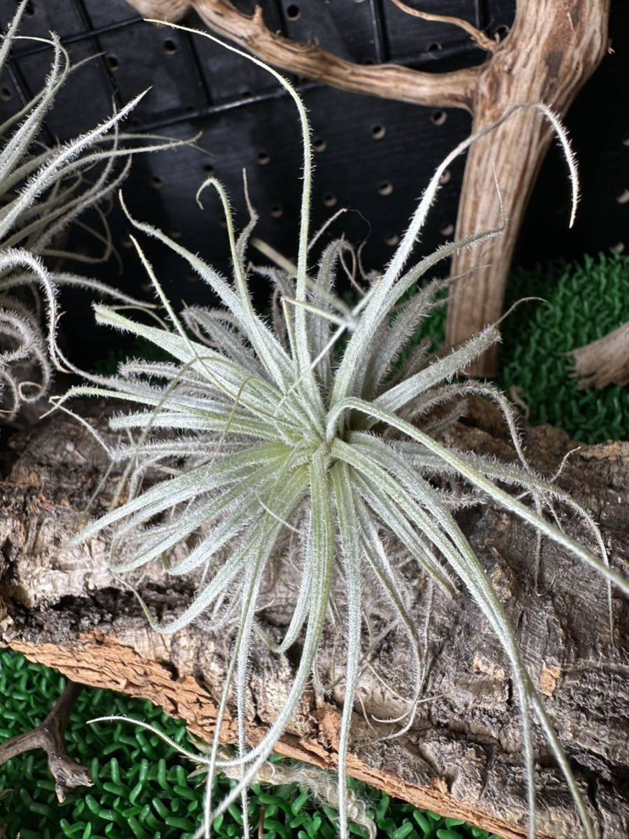 Tillandsia tectorum チランジア テクトラム ティランジア 空氣鳳梨 エアプランツ airplants 観葉植物 2つセット売り_画像2