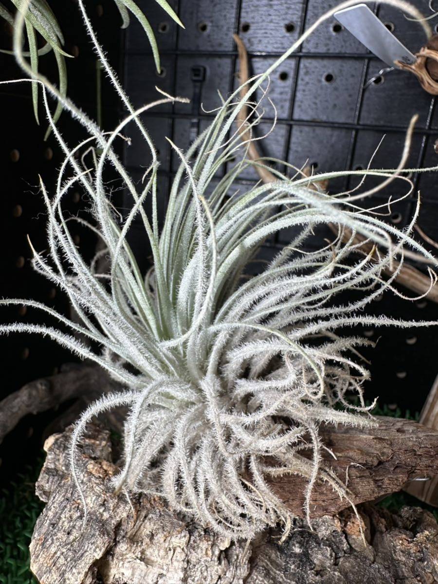 Tillandsia tectorum チランジア テクトラム ティランジア 空氣鳳梨 エアプランツ airplants 観葉植物 2つセット売り_画像7