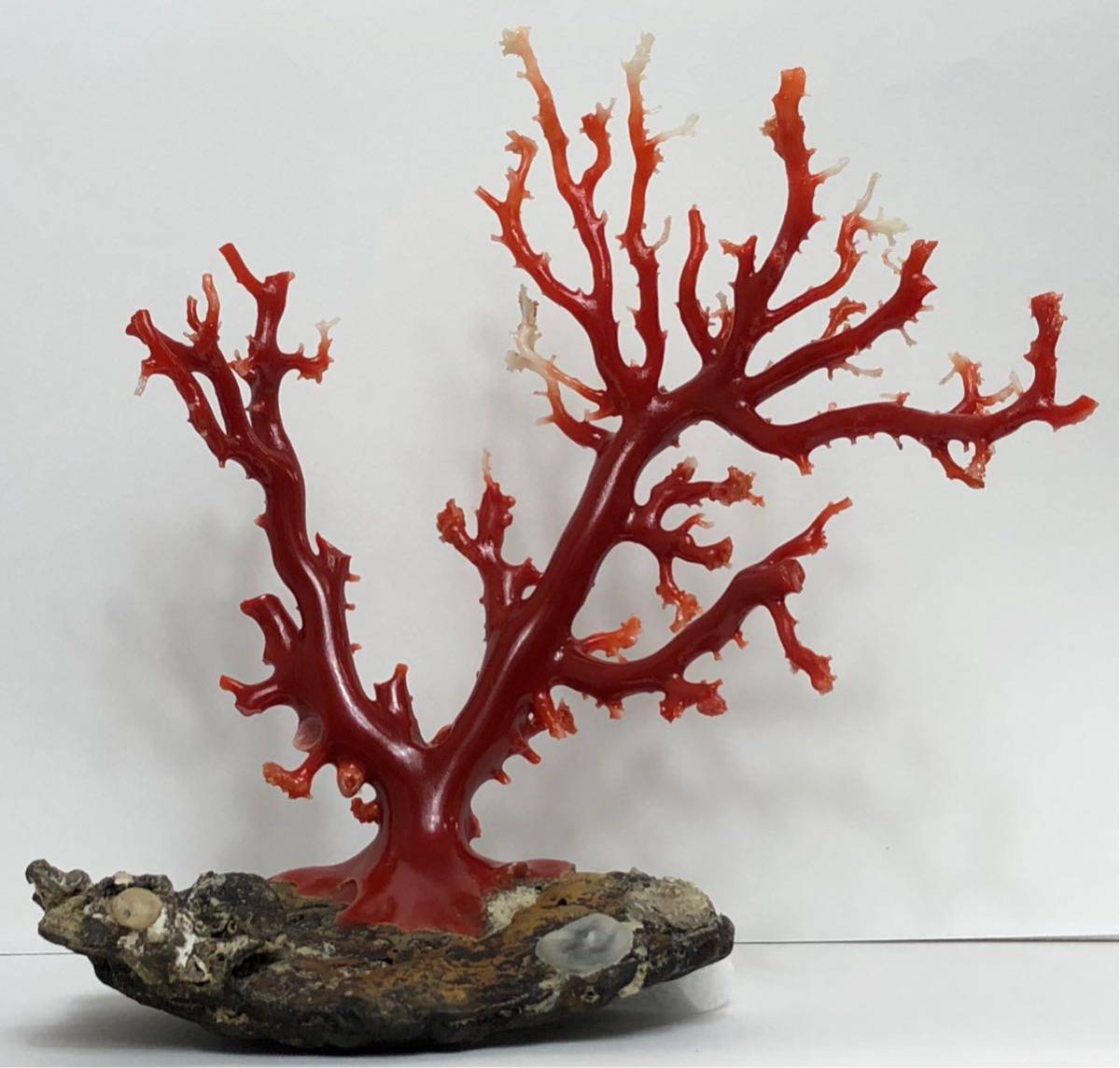 血赤珊瑚 日本産血赤珊瑚 ベスト血赤珊瑚原木 拝見 238g 枝サンゴ 血赤サンゴ コーラル 本珊瑚保証(コーラル、サンゴ)｜売買された
