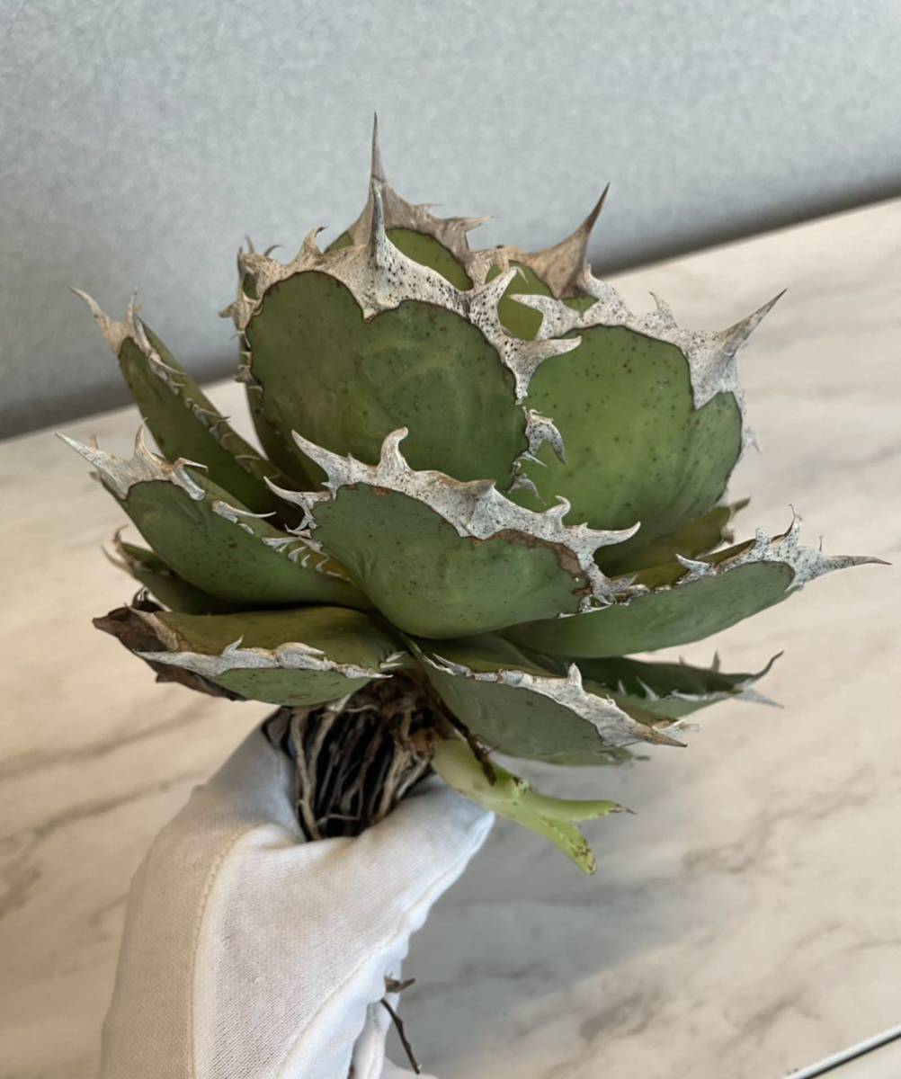 台湾株 大株放出 アガベ チタノタ 特選 烈焔 agave 子株付き(検索用