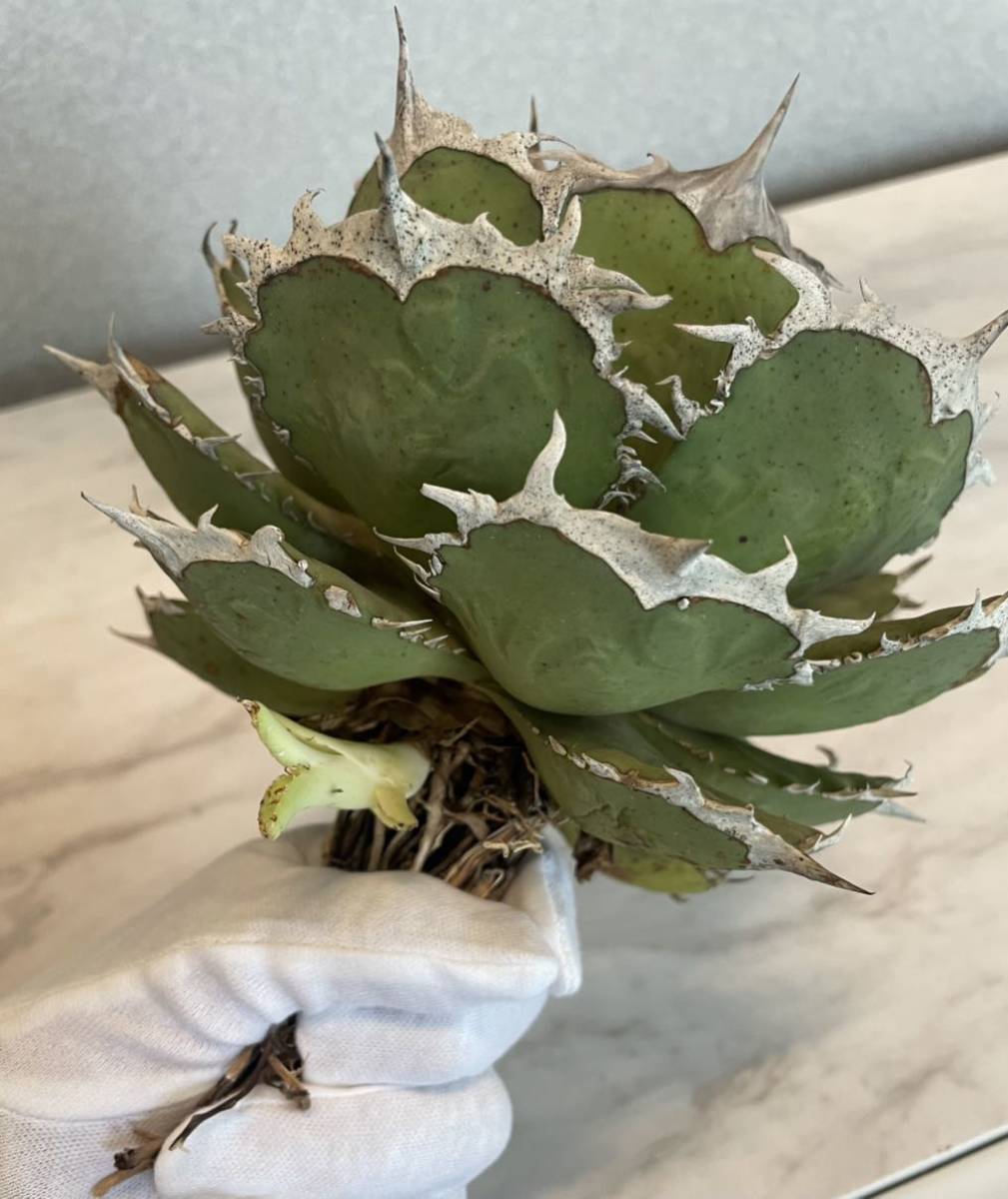 台湾株 大株放出 アガベ チタノタ 特選 烈焔 agave 子株付き(検索用