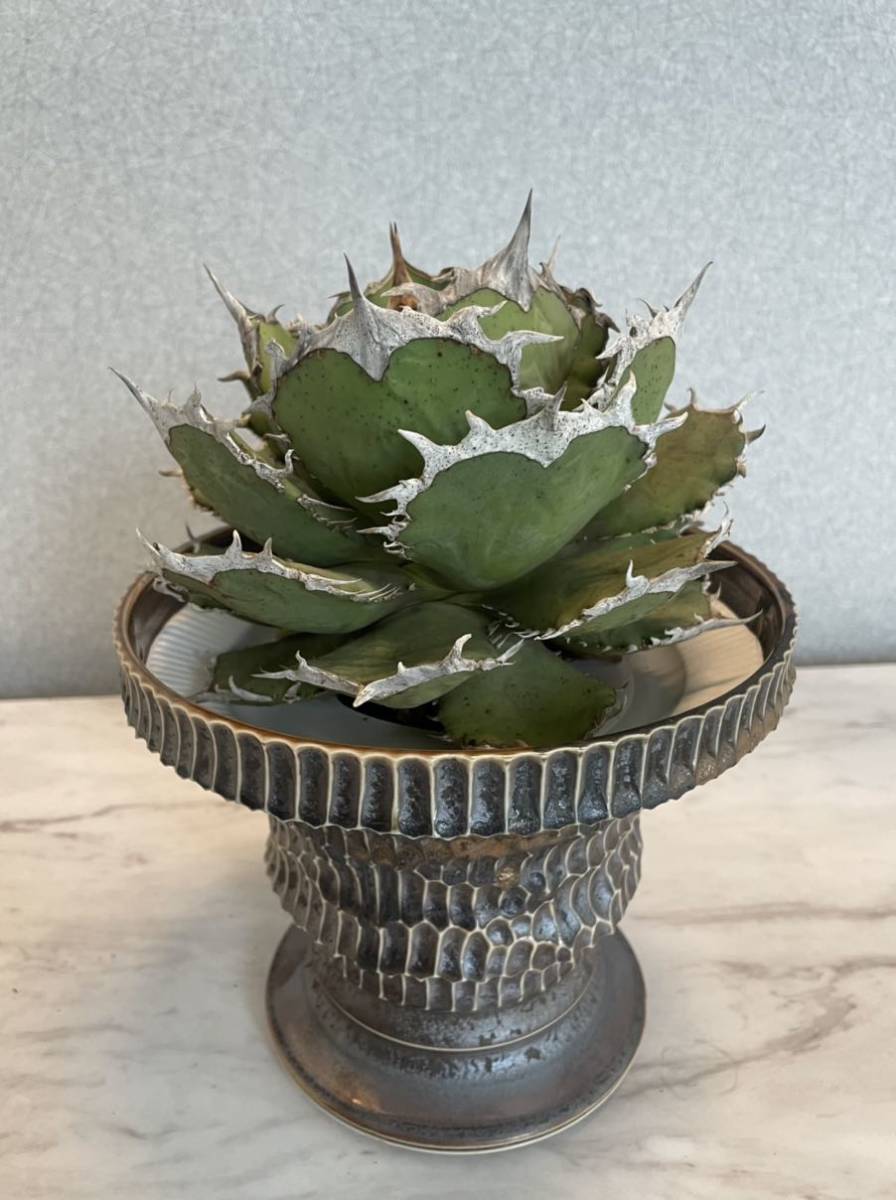 台湾株 大株放出 アガベ チタノタ 特選 烈焔 agave 子株付き(検索用