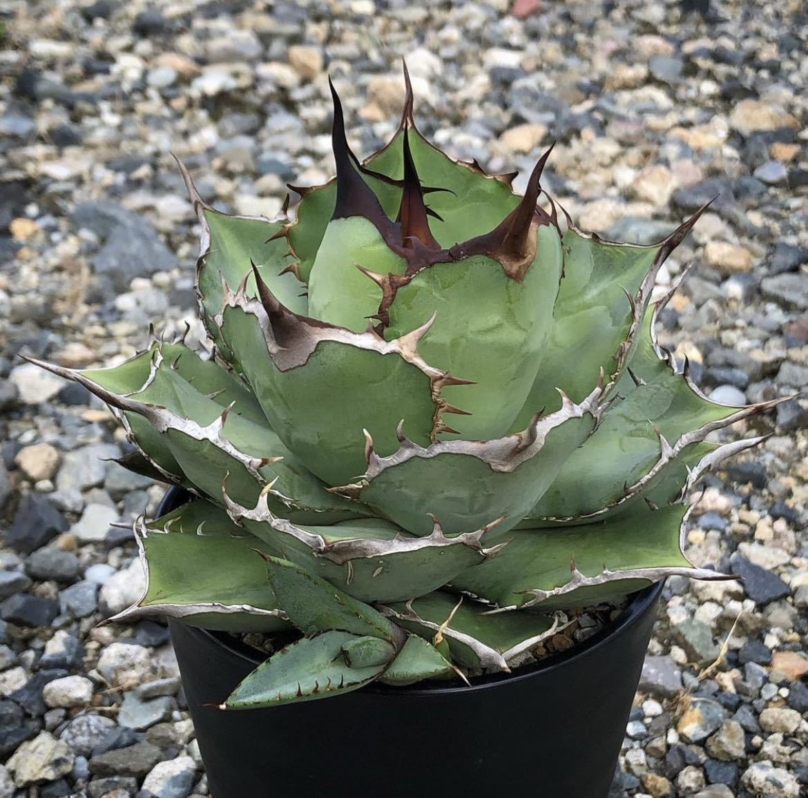 アガベ チタノタ 熊猫 パンダ 群生 agave titanota panda 40 | vrsaloon.in