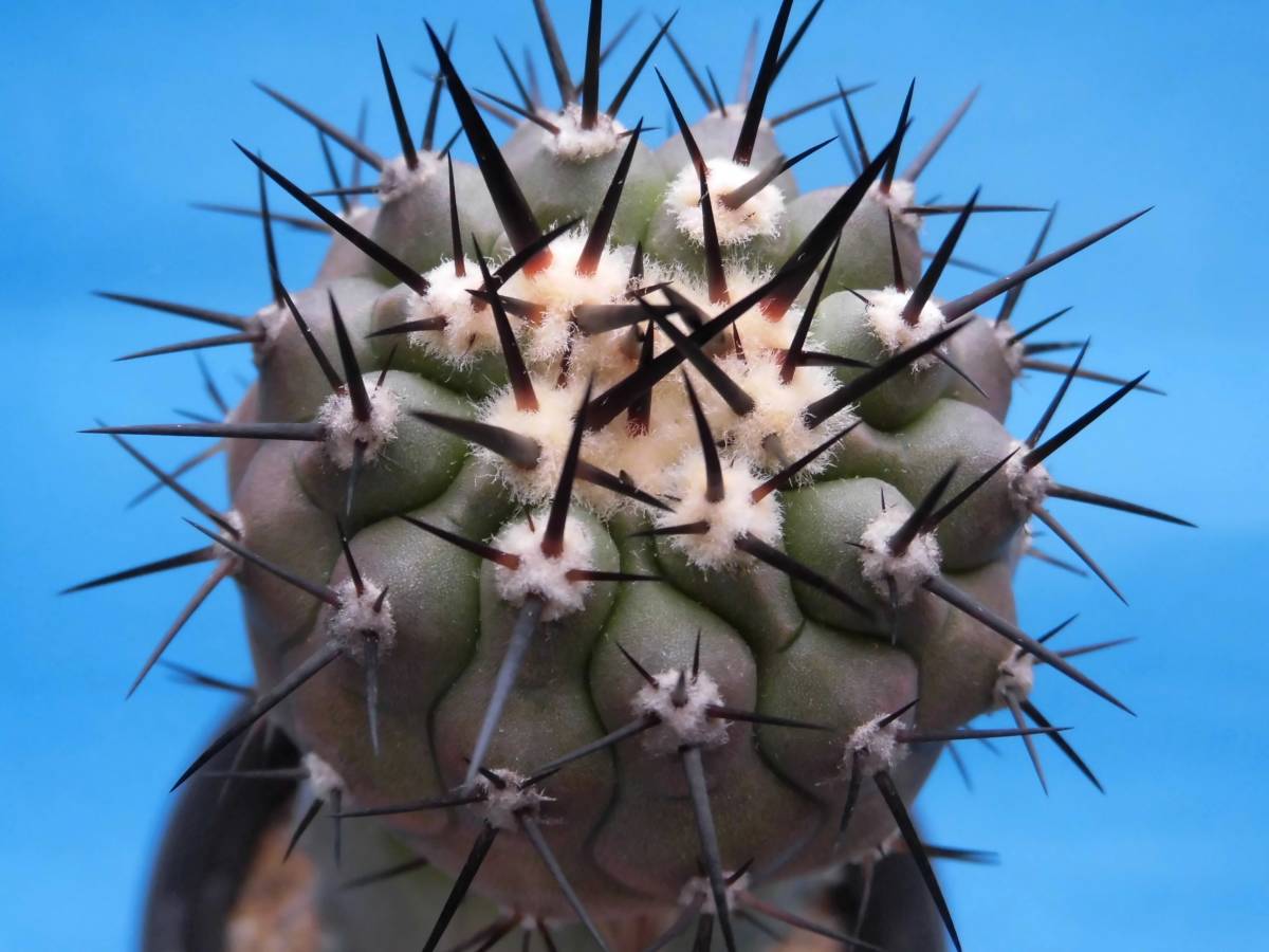 シネレア 黒王丸 台付】コピアポア☆多肉植物☆サボテン | fuerzalider.com