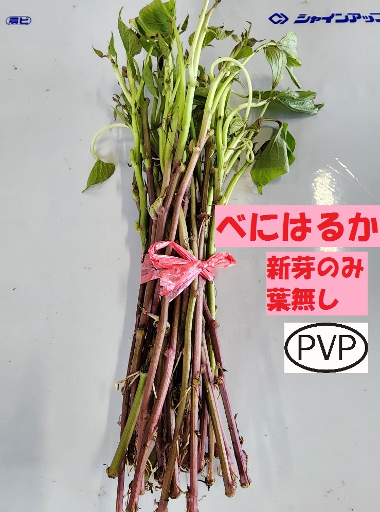 訳あり べにはるか サツマイモ苗 新芽のみ 葉なし 30本入 試験 実験 用