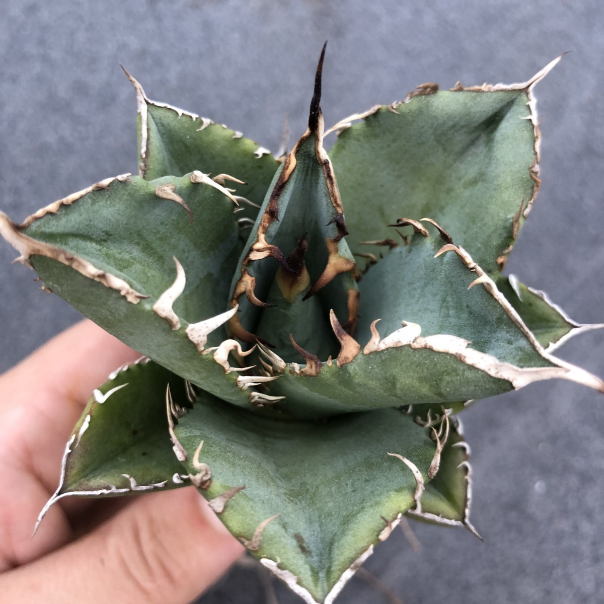 G48 多肉植物アガベ agave チタノタ 強棘霸王竜（sp新種）台湾輸入発根済みの画像3