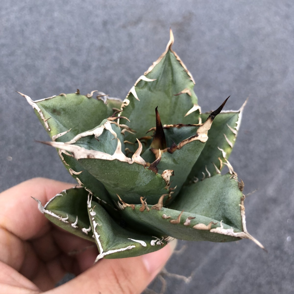 G48 多肉植物アガベ agave チタノタ 強棘霸王竜（sp新種）台湾輸入発根済みの画像6