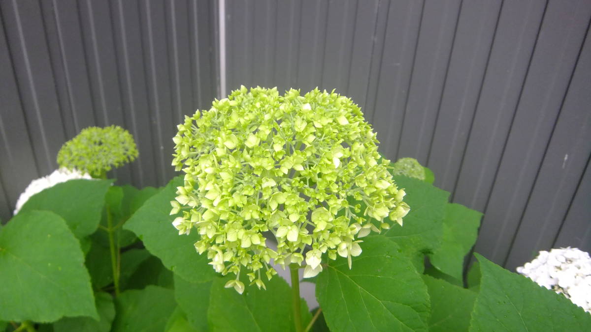 紫陽花アナベル挿し穂5本 ③ | gazebogroup.ae