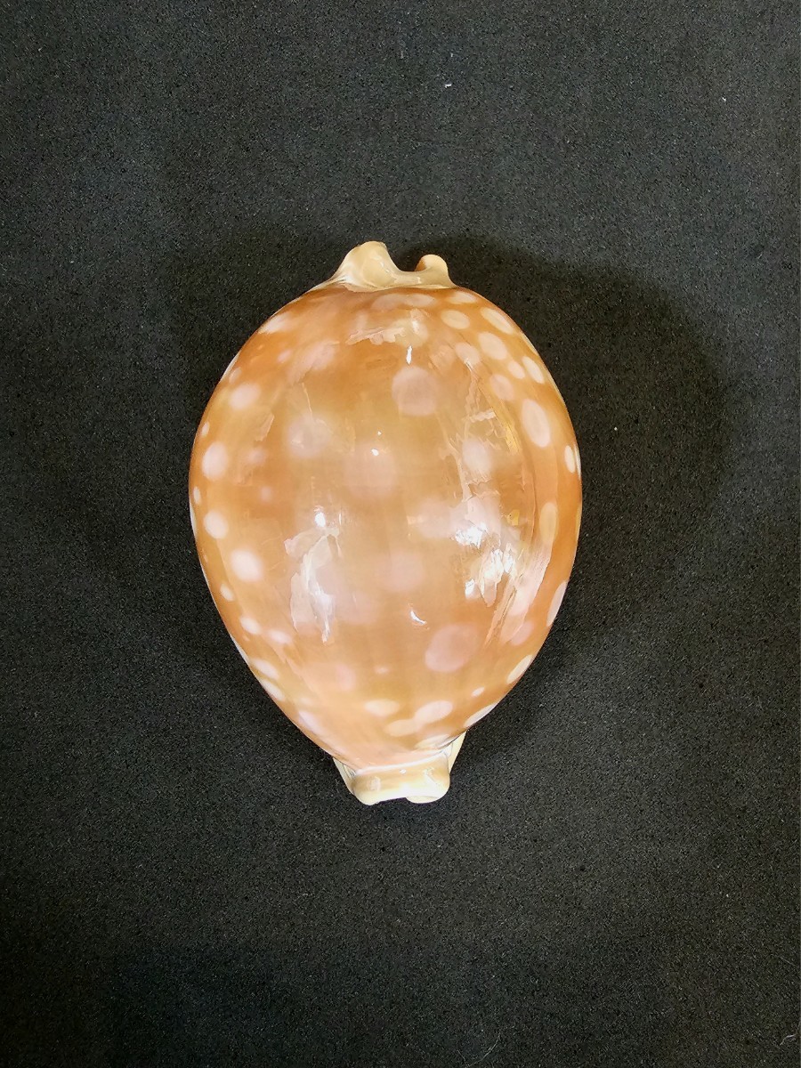 貝 貝殻 貝殻標本 貝標本 / オオサマダカラ タカラガイ 世界五名宝