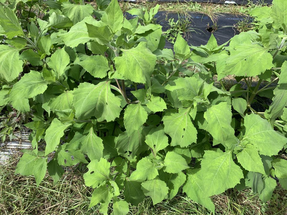 メナモミ・「脳を蘇生させる薬草」の種 100粒以上_画像5