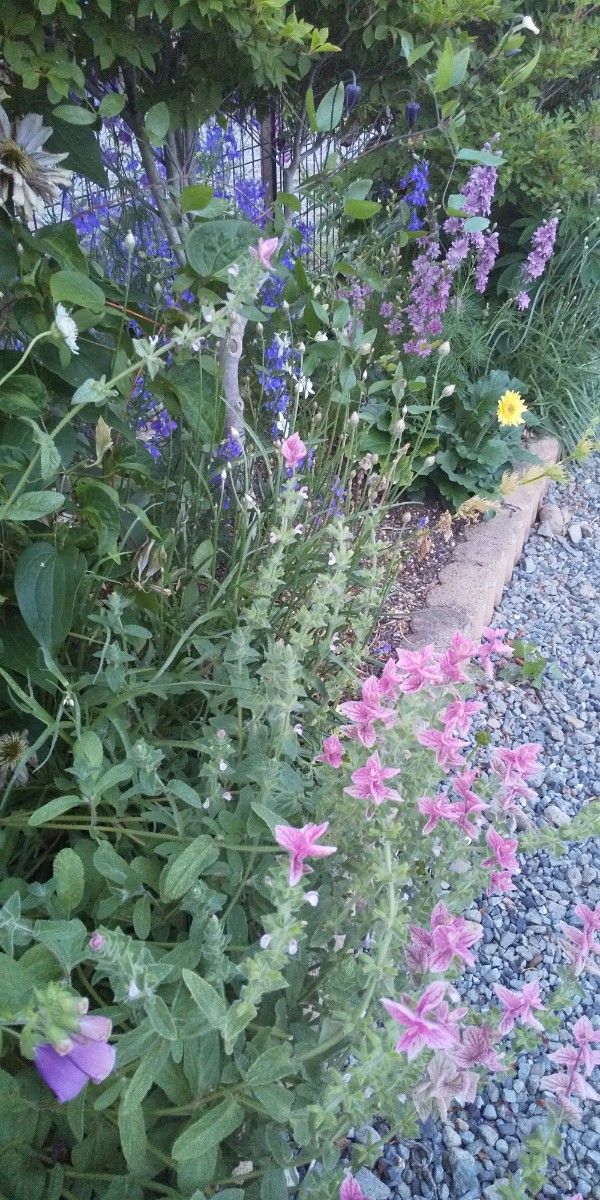 花の種7種類☆朝顔、カタナンケブルー追加