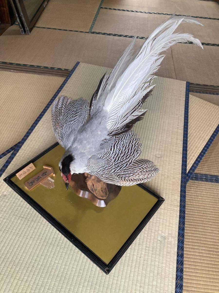 レア 白冠鳥 剥製 置物 完成品 鳥 フェザー フライマテリアル