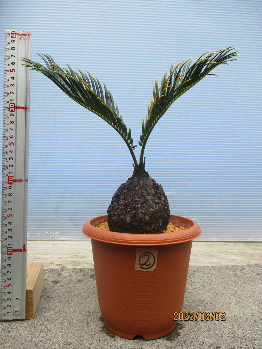 奄美黄金ソテツ② 6 号鉢 (金ブチ&金環ソテツ)奄美大島産 観葉植物